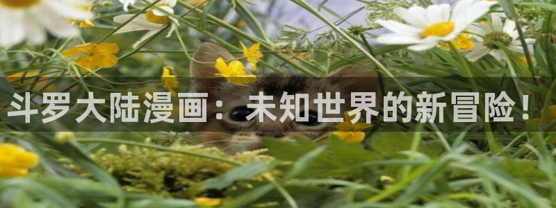 耽漫网官网：斗罗大陆漫画：未知世界的新冒险！